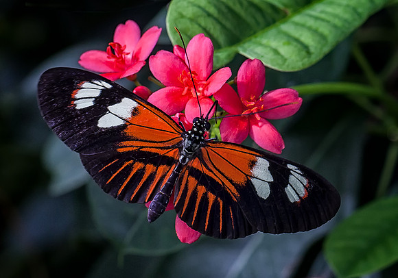 Doris Longwing