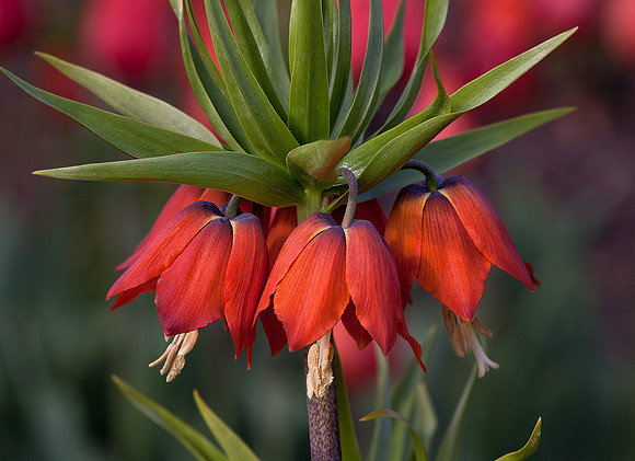 Big Red Crown Imperial