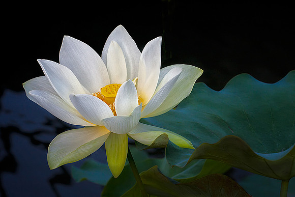 Serene Lotus