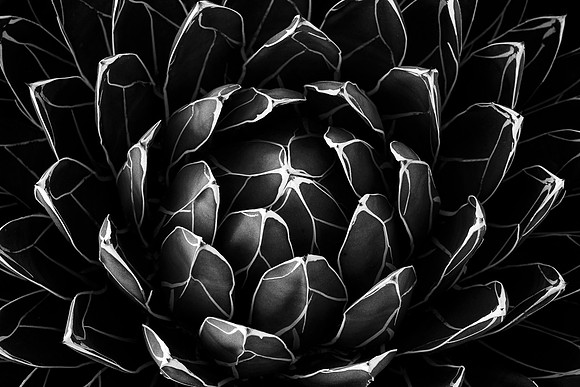 Queen Victoria Agave