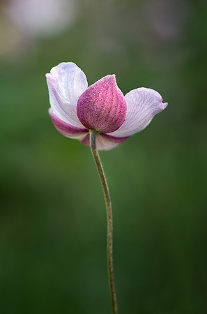 Japanese Anemone