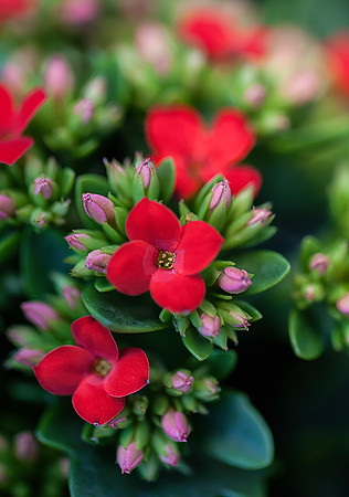 Holiday Kalanchoe