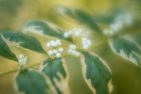 White Beautyberries