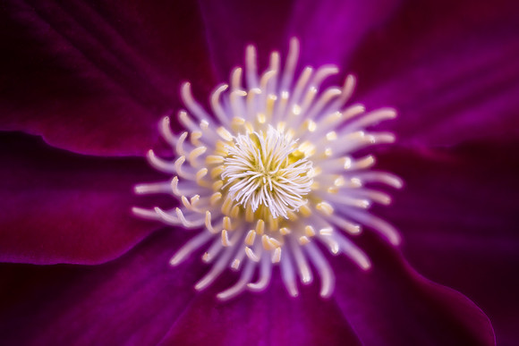 Clematis