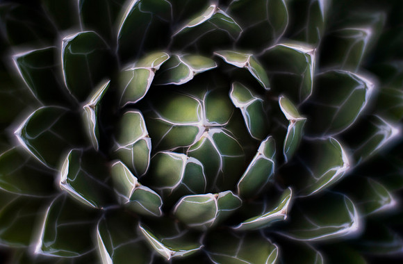 Queen Victoria Agave