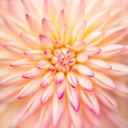Dahlia 'Valley Porcupine'