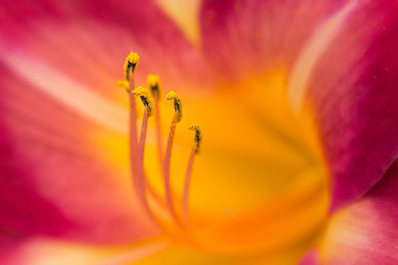 Day Lily