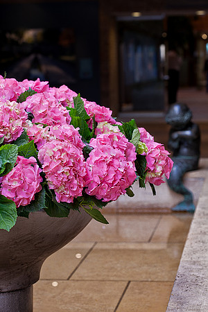 Hydrangea Display in Regenstein