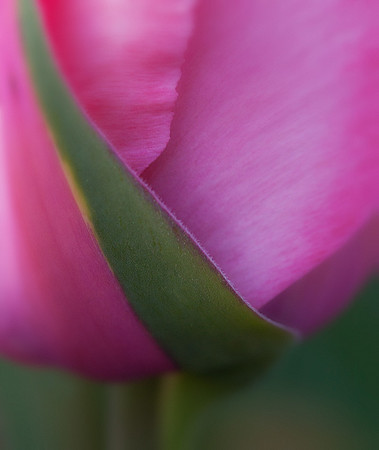 Tulip Close-up