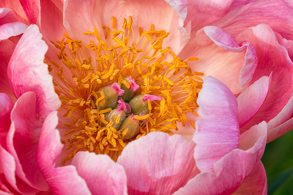Peony