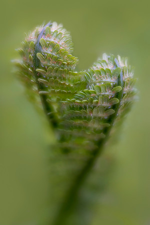 Entwined