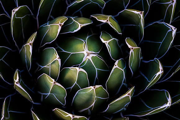 Queen Victoria Agave