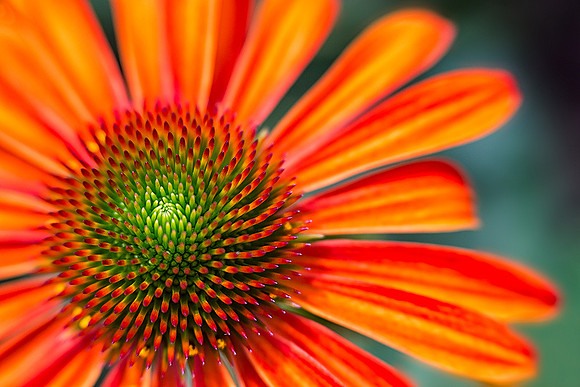 'Julia' Coneflower