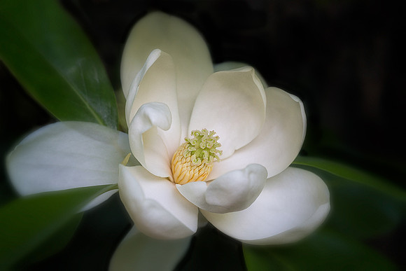 Sweet Bay Magnolia