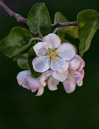 Crabapple Blossoms