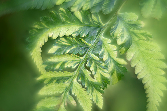 'Lemon Cream' Painted Fern
