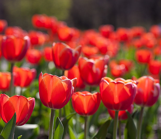 Tulipa 'Ad Rem'
