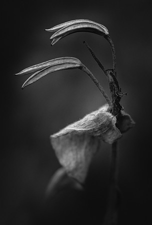 Remains of the Hairy Toad Lily