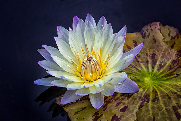 Waterlily