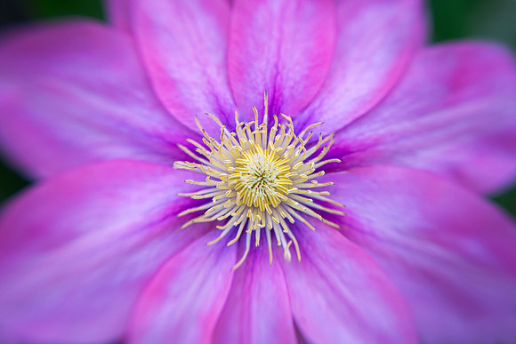 Clematis