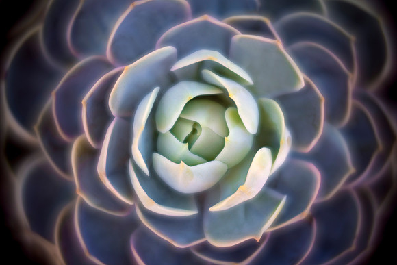 Succulent Symmetry