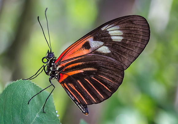 Doris Longwing