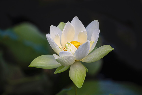 Shy Lotus