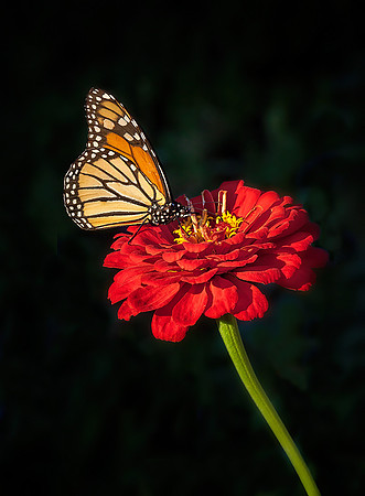 Monarch at Sunset