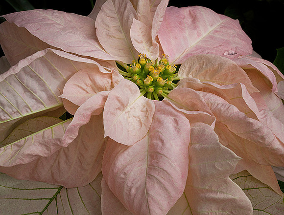 Poinsettia
