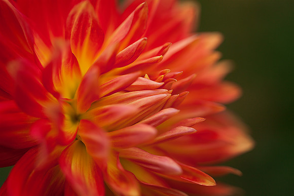 Dahlia