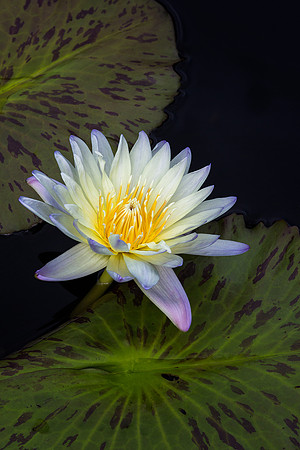 Waterlily