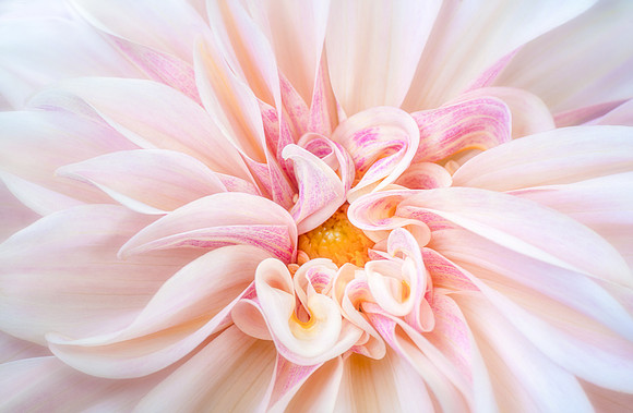 Dahlia 'Cafe Au Lait'