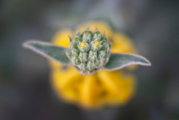 Jerusalem Sage