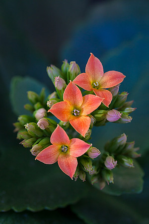 Kalanchoe
