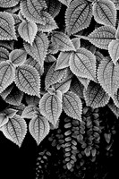 Pilea and Ferns
