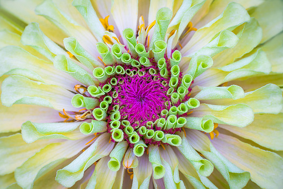 Zinna Patterns