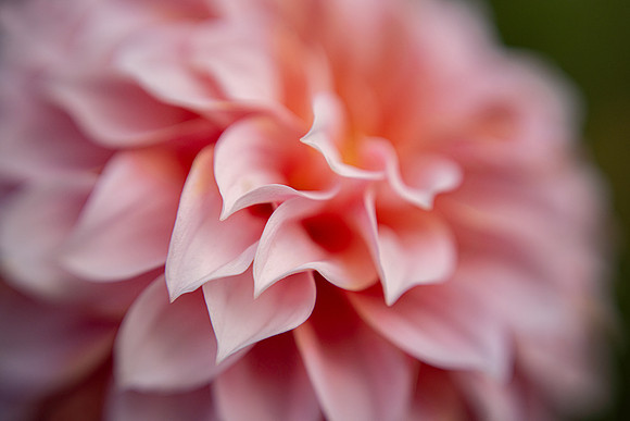 Dahlia 'Peaches 'N Cream'