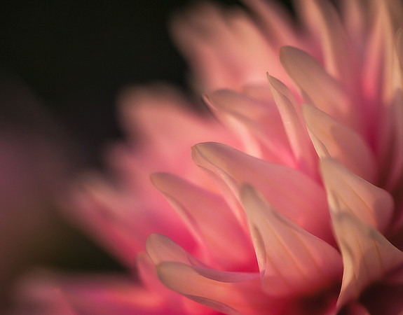 Dahlia