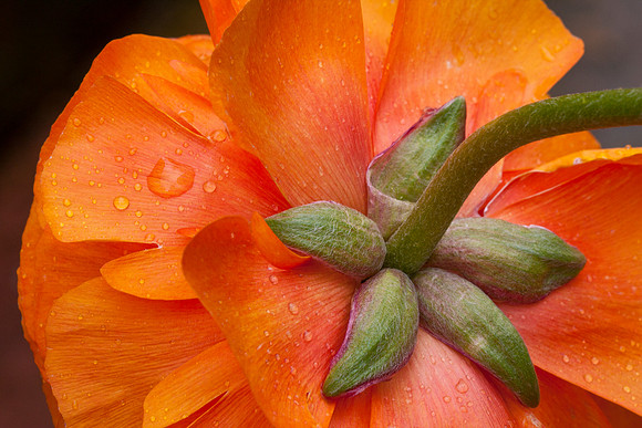 Ranunculus After the Rain