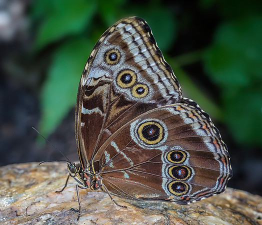 Blue Morpho