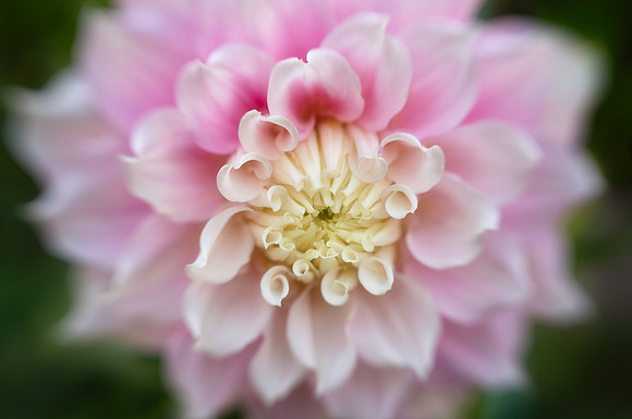 Dahlia 'Gitt's Perfection'