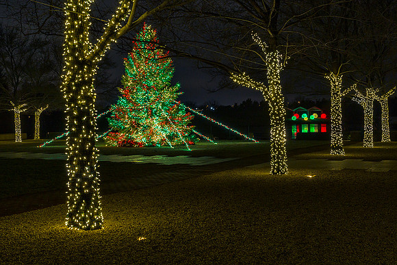 Tree in the Esplanade