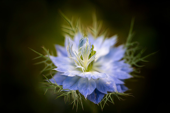 Tenderly Reaching