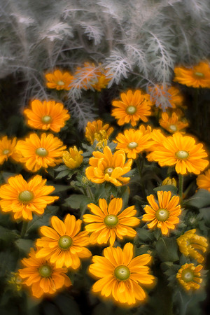 Fall Rudbekia and Dusty Miller