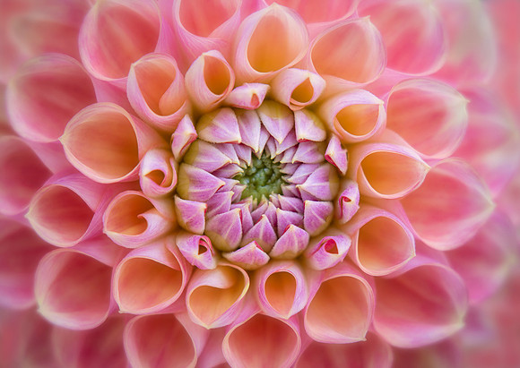 Symmetry in Pink