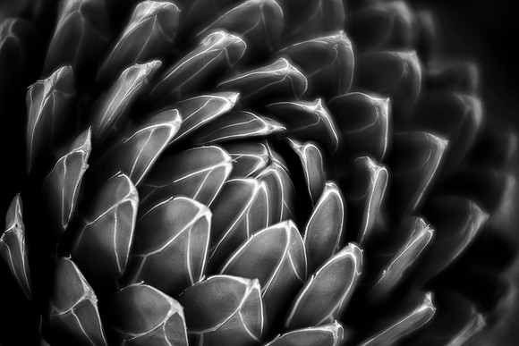 Queen Victoria Agave in Black and White