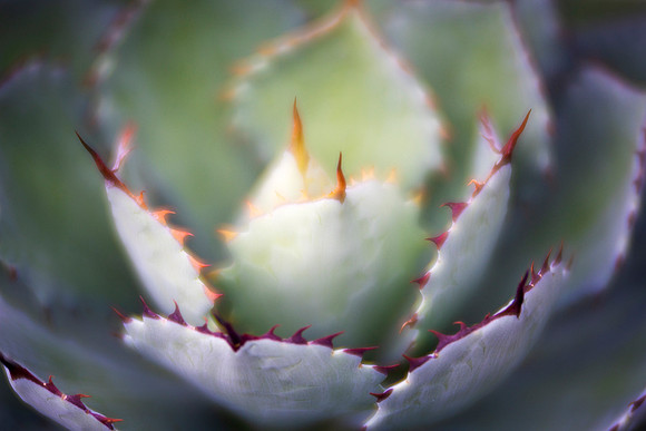 Agave