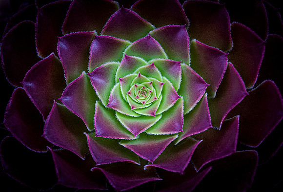 Aeonium 'Silk Pinwheel'