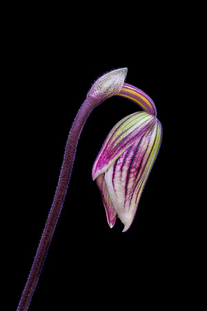 Paphiopedilum #2