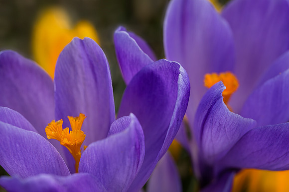 'Remembrance' Dutch Crocus